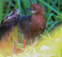 à poitrine rousse merde dans Cambodge photo