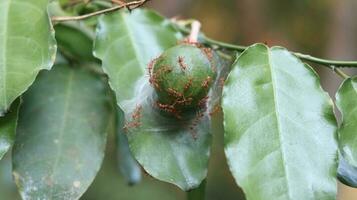 citrons verts sur une arbre couvert avec rouge fourmis photo