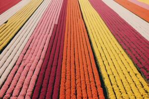 aérien de épanouissement coloré tulipe des champs. génératif ai photo