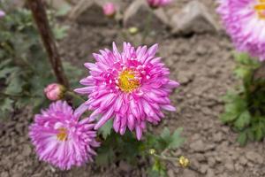 gros plan d'une belle fleur de chrysanthème rose avec des feuilles vertes fleurissent dans le jardin. photo