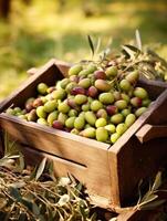 mûr Olives dans une en bois boîte sur une Contexte de le jardin. espace pour texte, vertical, maquette, génératif ai photo