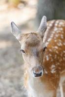 cerfs sauvages habitat naturel familial parc sauvage photo