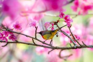 oiseau rouge fond bleu perché sur les branches sakura
