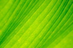fond fermer feuille de bananier vert feuille de bananier fond résumé