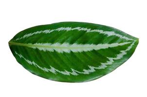 feuilles calathea ornata pin stripe fond blanc isoler photo