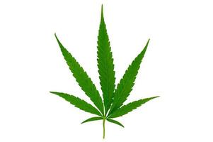 feuilles de cannabis chanvre isoler fond blanc photo