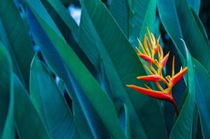 feuilles tropicales fleur colorée sur feuillage tropical sombre nature fond feuillage vert foncé nature