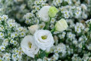 fleurs roses blanches dans les champs d'herbe verte avec le soleil qui brille photo