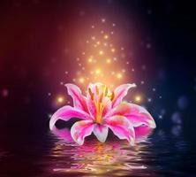 fleur de lys rose sur la réflexion de l'eau photo