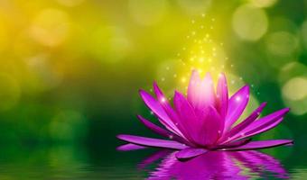 les fleurs de lotus violet émettent de la lumière flottant dans l'eau, arrière-plan flou vert naturel photo
