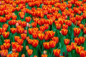 les champs de tulipes jaunes rouges fleurissent densément
