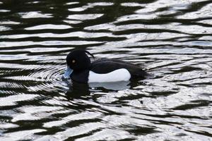 Canard huppé aythya fuligula victoria park belfast irlande du nord uk photo