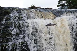 Saumon sautant à Aasleagh Falls Mayo Irlande photo