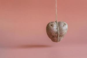 pommes de terre en forme de coeur sur fond rose. le concept d'agriculture, de récolte, de végétarisme. photo