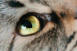 gros plan des yeux verts du chat.