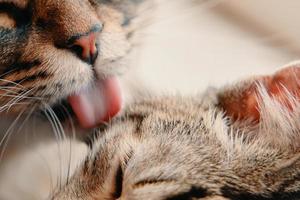 le chat pelucheux lave le chat tigré avec sa langue.