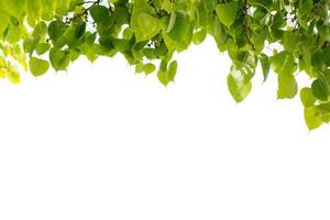 feuilles de bodhi sur fond blanc isoler photo