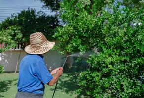 Agriculteur senior pulvériser un insecticide organique sur un tilleul dans un verger