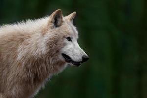 portrait de loup arctique photo