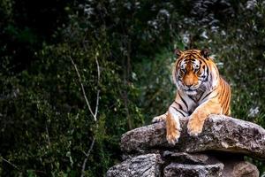 portrait de tigre photo