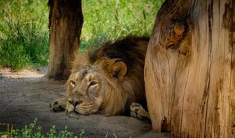 lion dort à l'abri