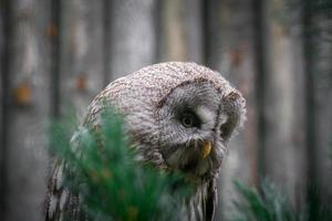 grand hibou gris photo