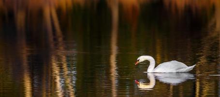 cygne sur étang photo