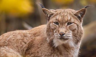 Portrait de lynx eurasien photo