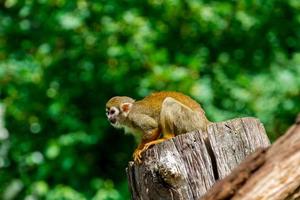 singe écureuil commun photo