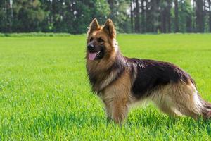 portrait de berger allemand photo