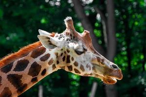 portrait de girafe photo