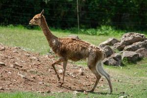 portrait de vigogne photo