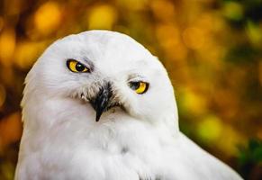 portrait de harfang des neiges photo