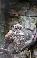 hibou grand duc photo