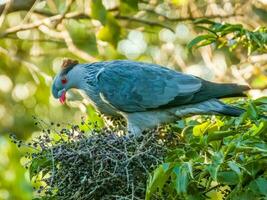 chignon Pigeon dans Australie photo
