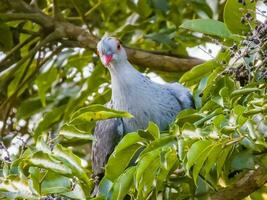 chignon Pigeon dans Australie photo