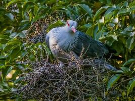 chignon Pigeon dans Australie photo