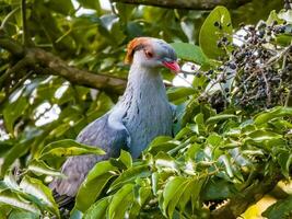 chignon Pigeon dans Australie photo