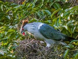 chignon Pigeon dans Australie photo