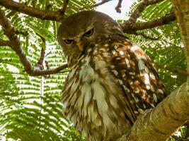 aboiement hibou dans Australie photo