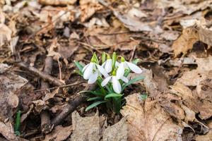 détail de galanthus nivalis photo