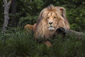portrait de lion katanga photo