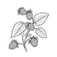 framboise framboise ai généré photo