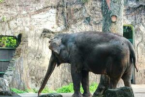 c'est la photo de l'éléphant de sumatra elephas maximus sumatranus dans le parc animalier ou le zoo.