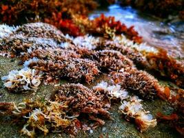 mer les plantes sur le rochers photo