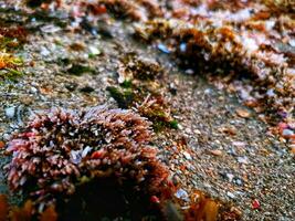 mer les plantes sur le rochers photo