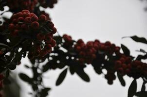 gris ciel et vert feuille photo