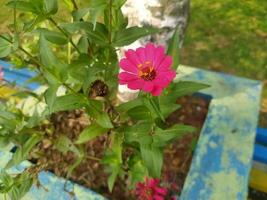 zinia gracieux ou mieux connu par le scientifique Nom zinnia élégans est un de le plus célèbre annuel floraison les plantes de le genre zinia. photo