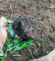 le grenouille en dessous de le arbre ou maison grenouille a le scientifique Nom bufo mélanostictus Schneider. photo