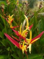 heliconia psittacorum perroquet le bec, perruche fleur, perroquet fleur, perroquet banane plantain, faux oiseau de paradis est une vivace herbe originaire de à le Caraïbes et Sud Amérique. photo